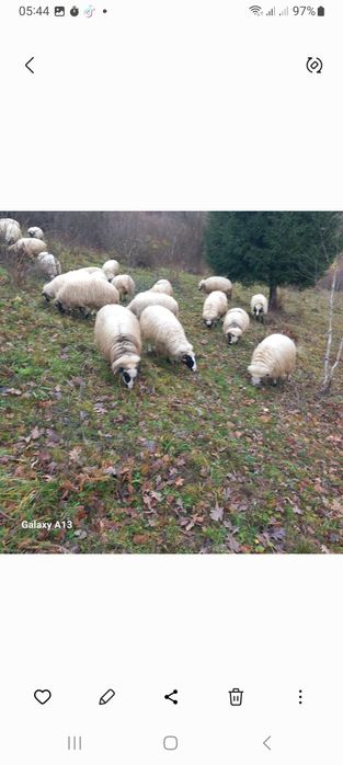 Oi de vînzare se vând doar toate 20 bucăți perț 1500 bucata fix