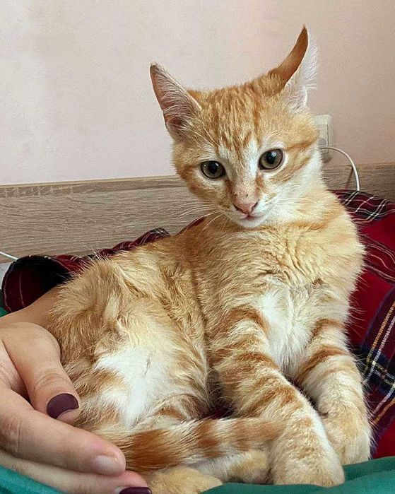 3,5-месечно рижо котенце търси дом