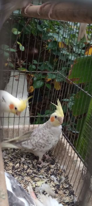 Папагал от вида корела