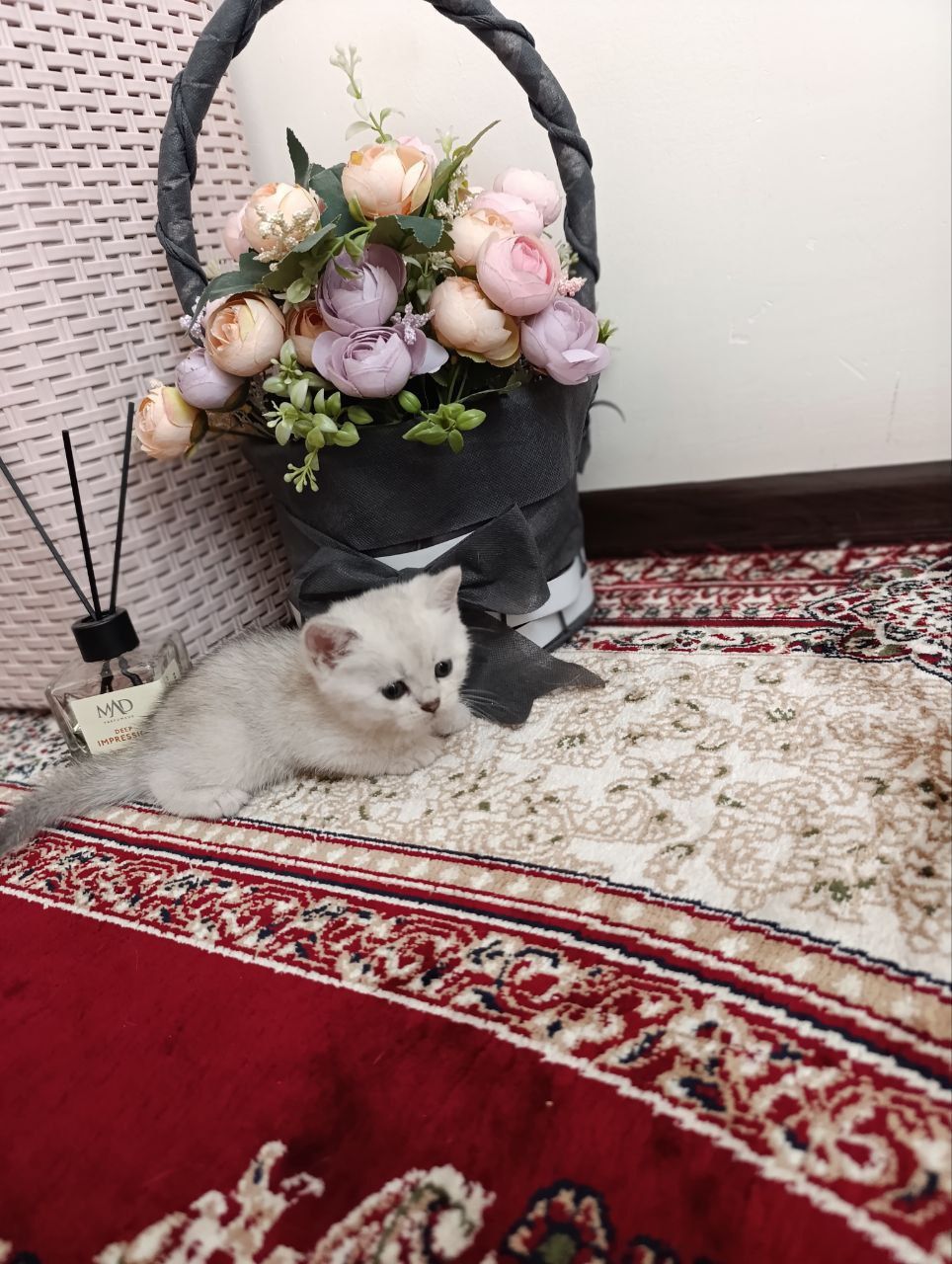 Срочно! Породистые котята в добрые руки


2. Очаровательные породис