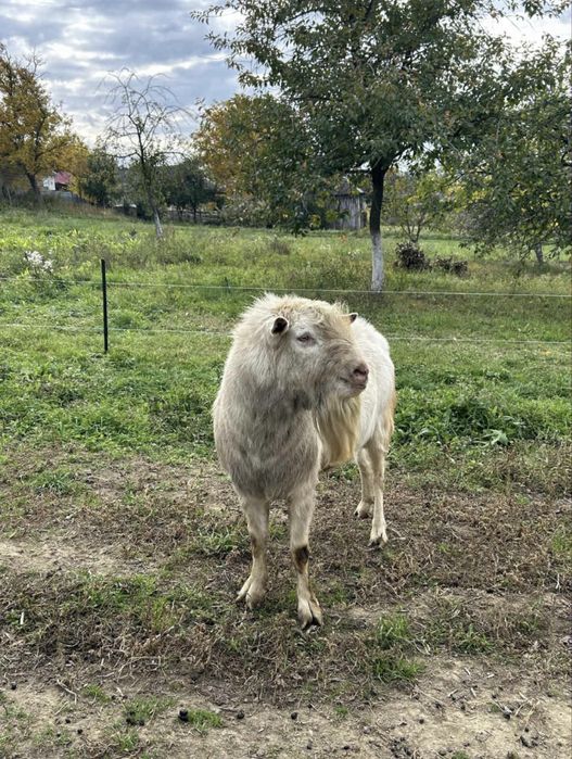 Vând țap saanen de 2 ani