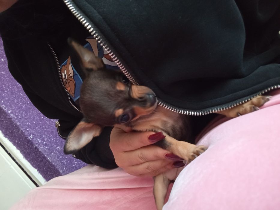 Той терьер щенок