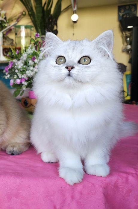 Дългокосмести котенца