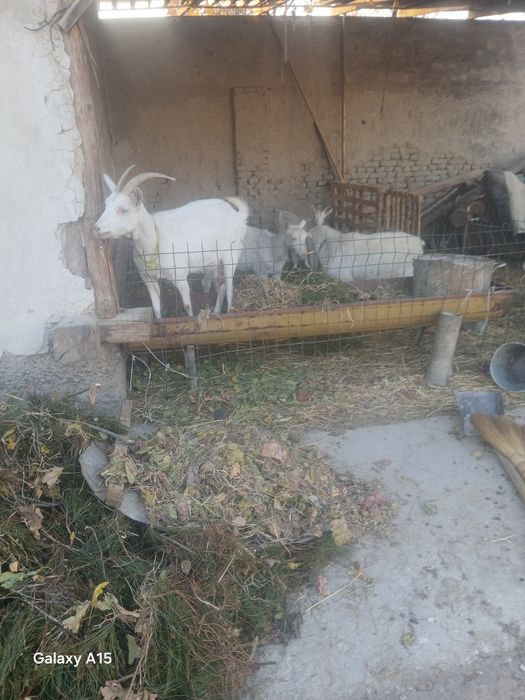 Zanin zotli echkilar sotiladi bugõz