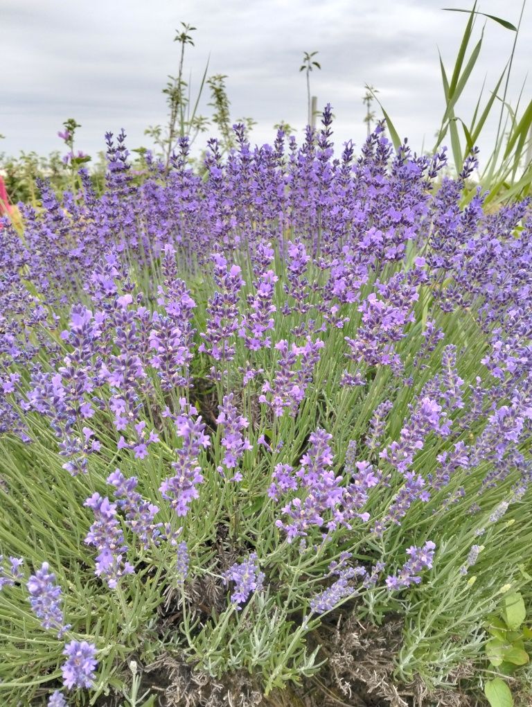 Buchete de lavanda uscata