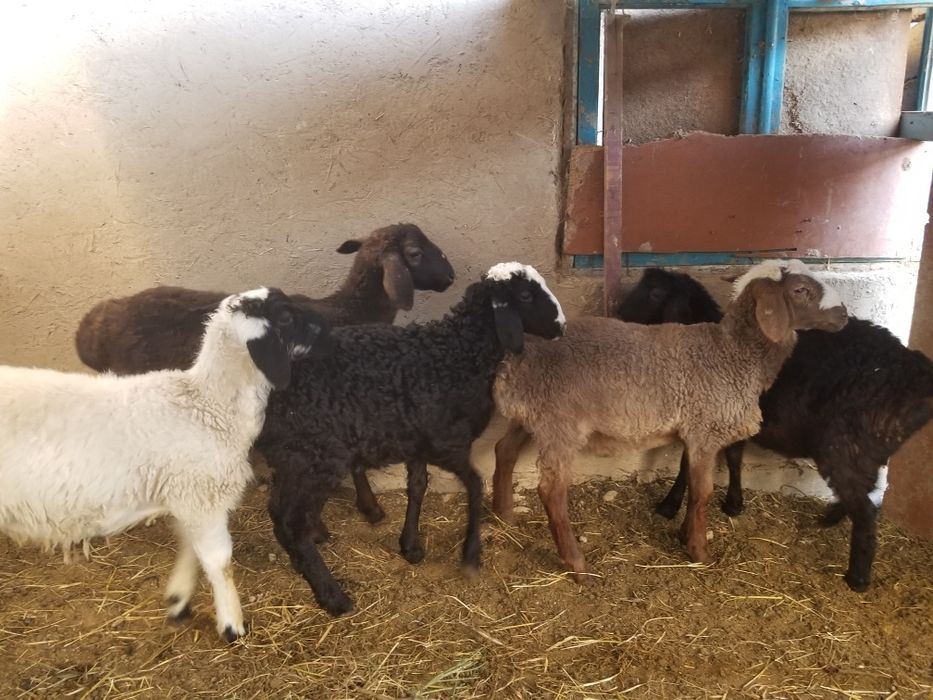 4 5 oylik ekiz barachalar 5ta xamasi quchqor