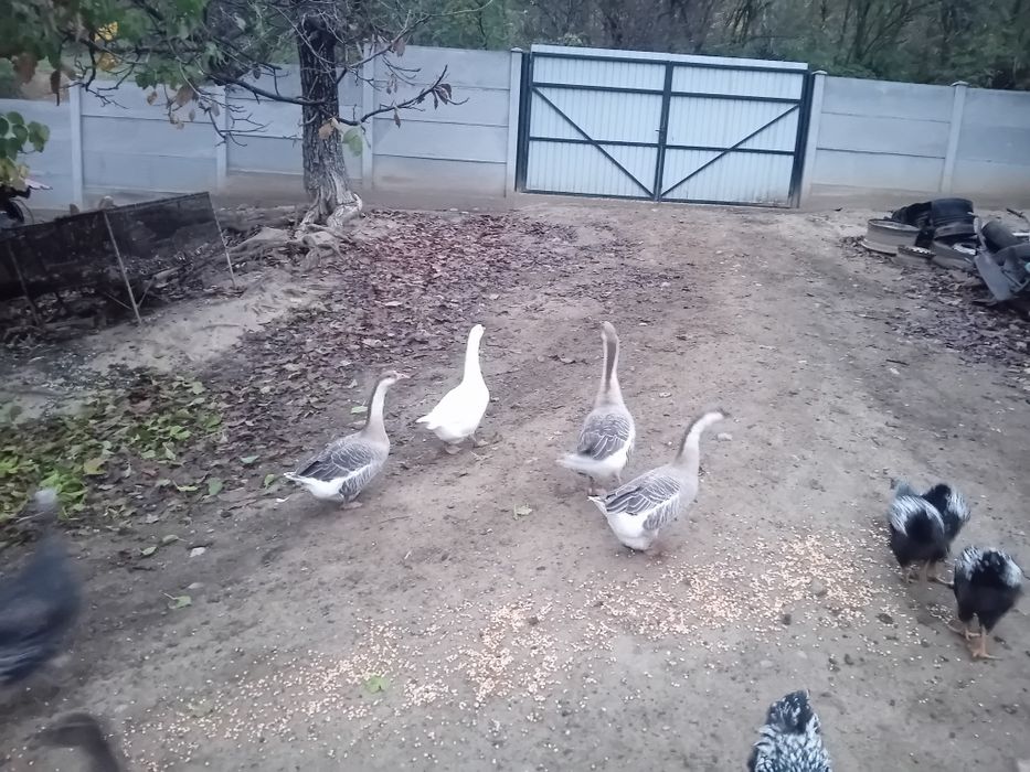 De vânzare gâște