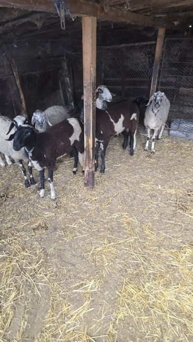 Продават се пет броя овце
