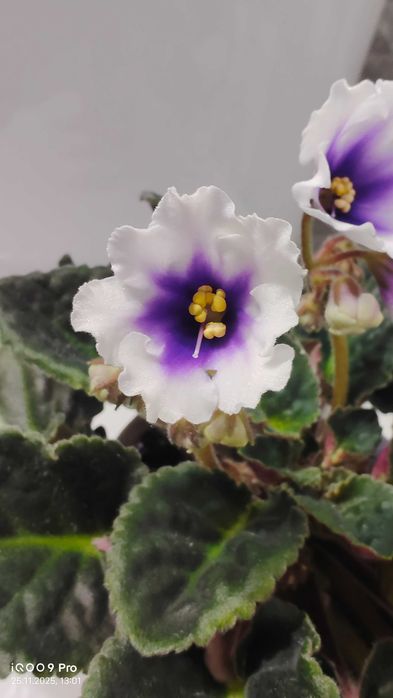 Фиалка сенполия цветущая сортовая