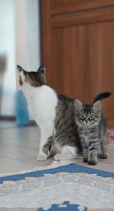 Отдам котят в добрые руки