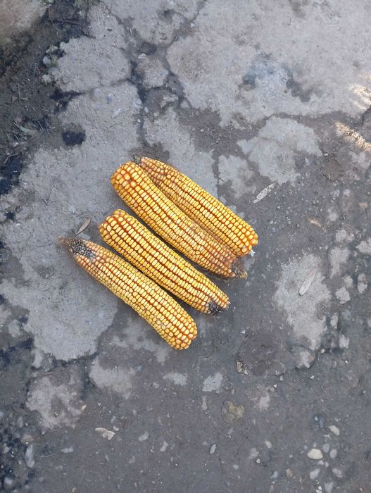 vand mălai stiulete 0,80. pretul 1 leu