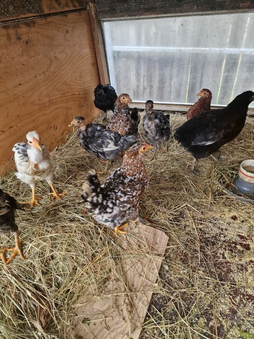 Pui de tara frumos colorati