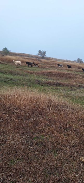 Vand 15 capre bune de tinut