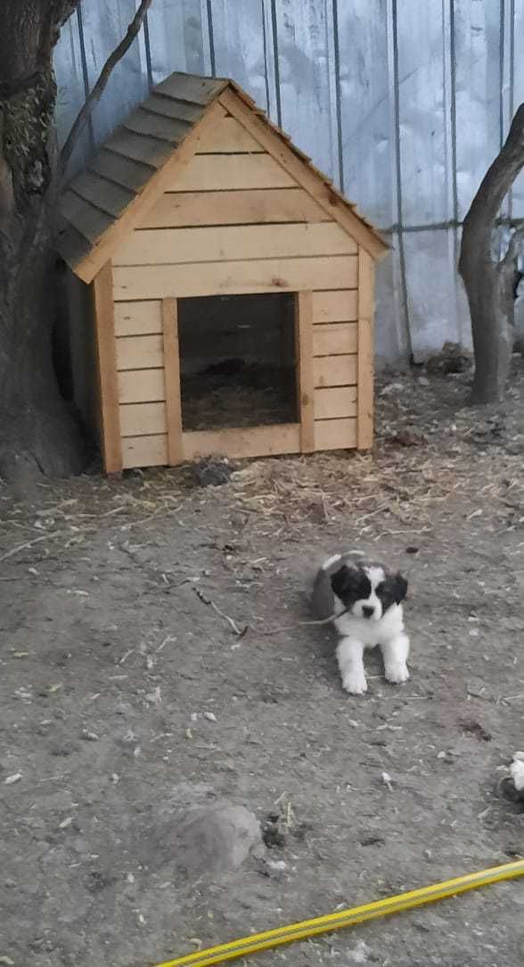 Московская Сторожевая продам щенка