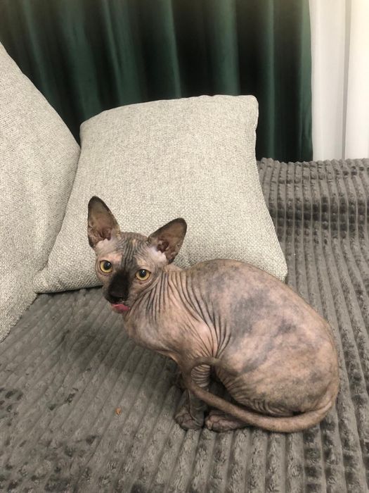 Pui fetita Sphynx / Sfinx