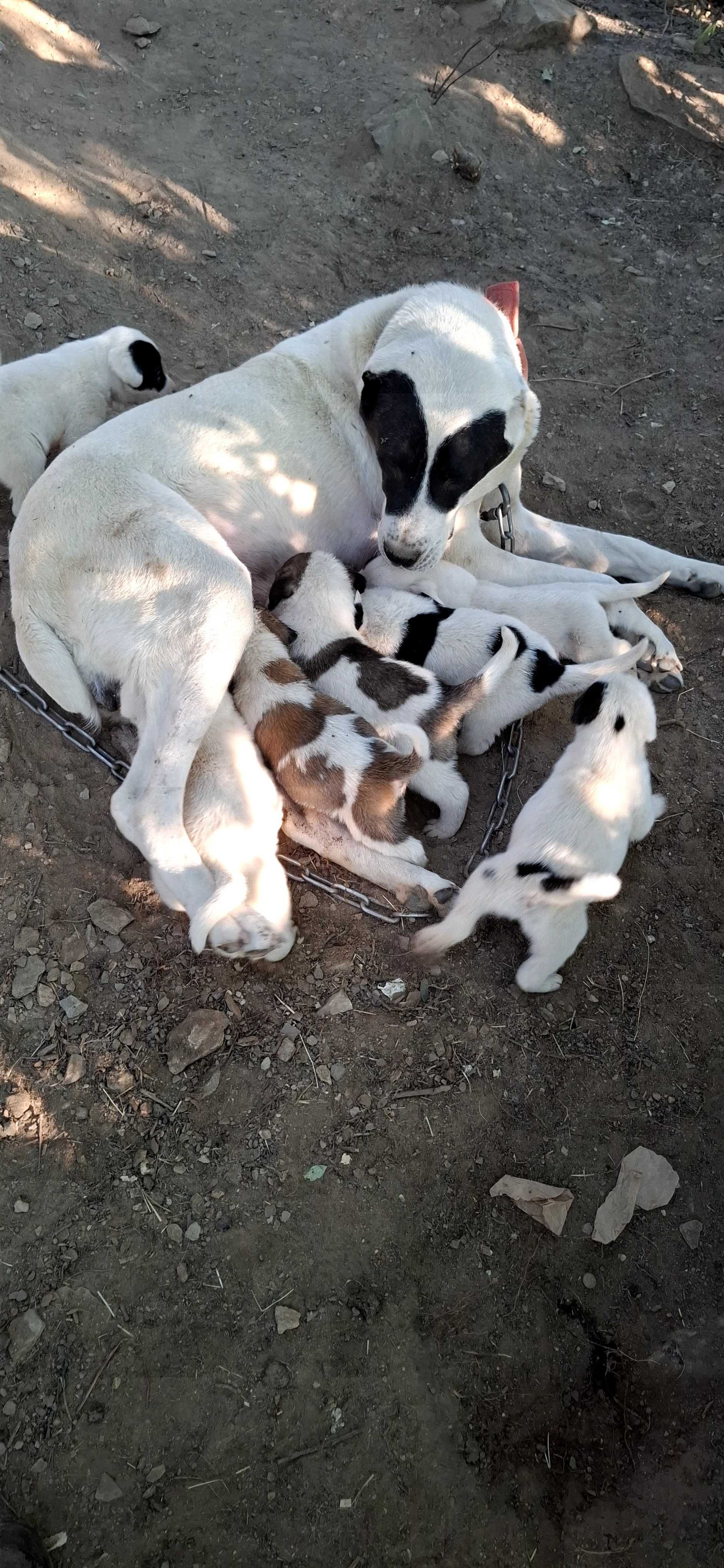 Продавам Сао алабай 5 мъжки 2 женски