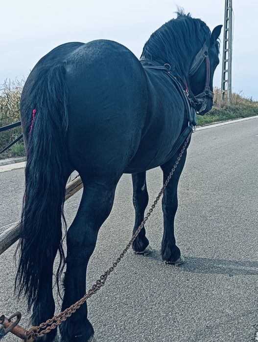 De vânzare armăsar de 4 ani