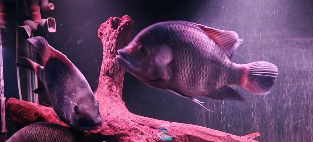 Риба Тилапия Бутикофери