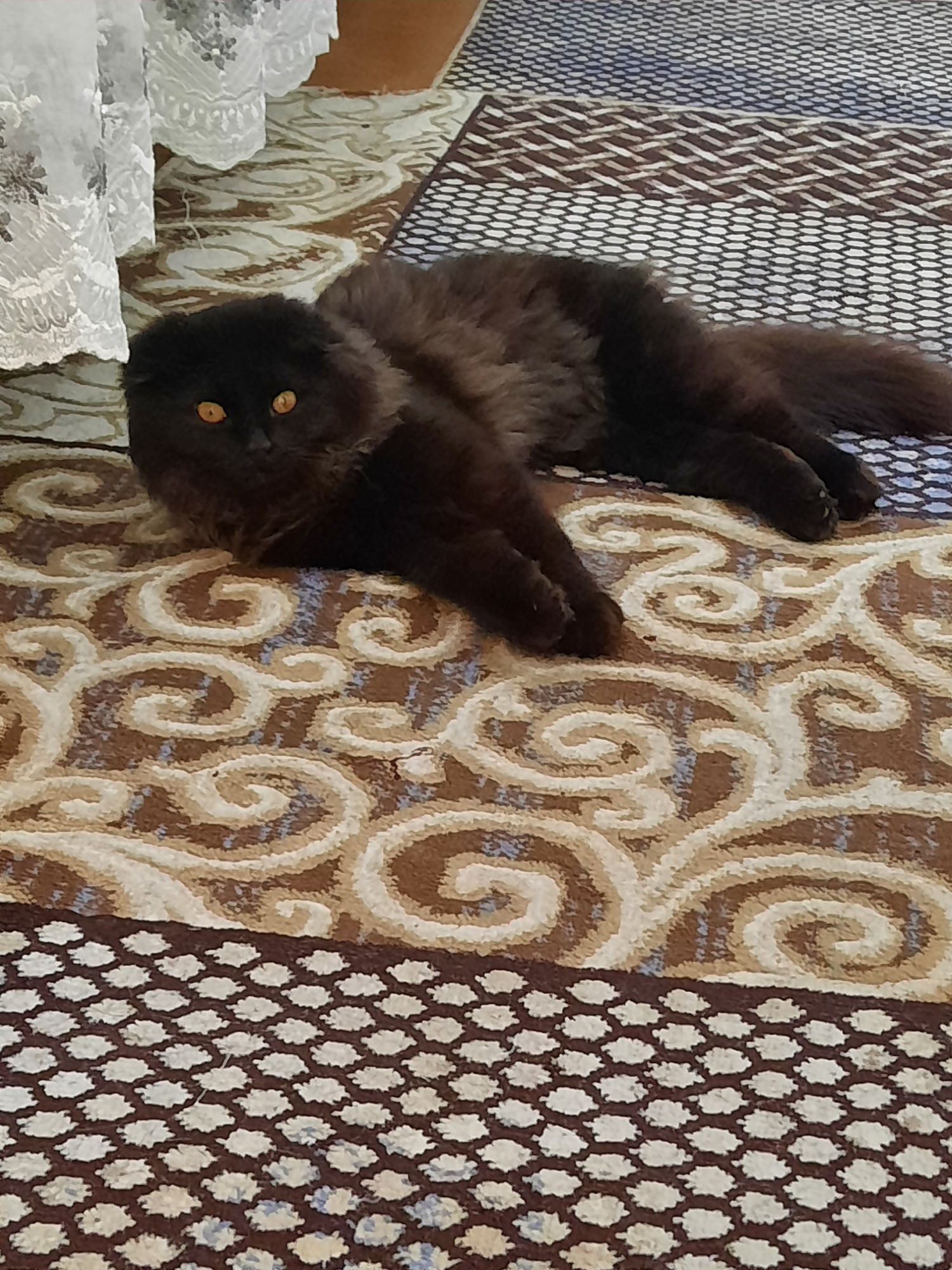 Хайленд Фолд котят