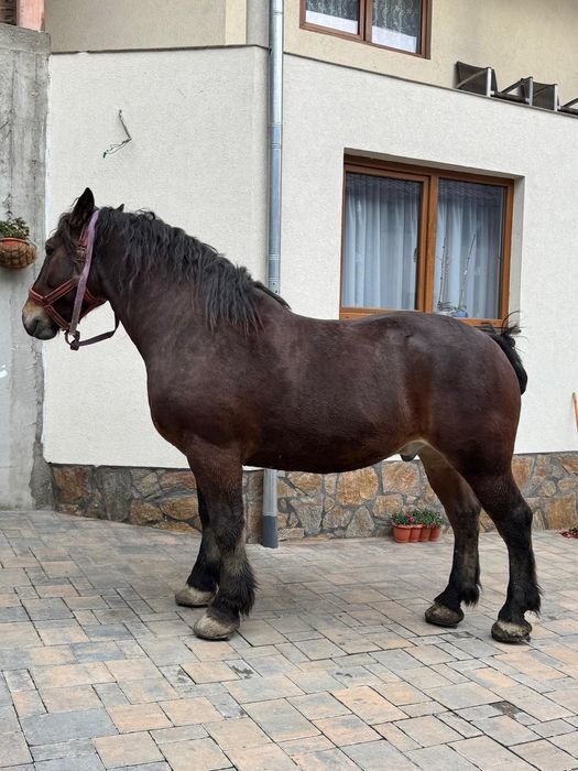 Vând cal de 5 anii  analtime 180 la hreban mai multe detalii  an priva