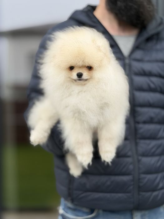 Baietel pomeranian mini/toy!