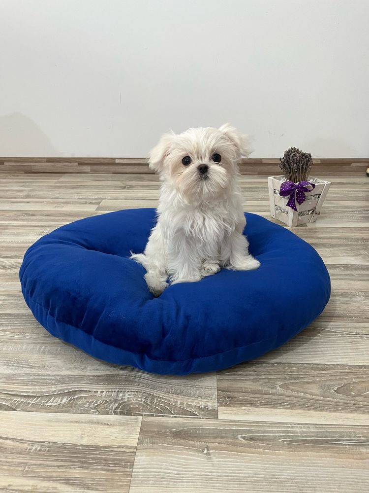 Bichon Maltez Mini Toy cu Pedigree