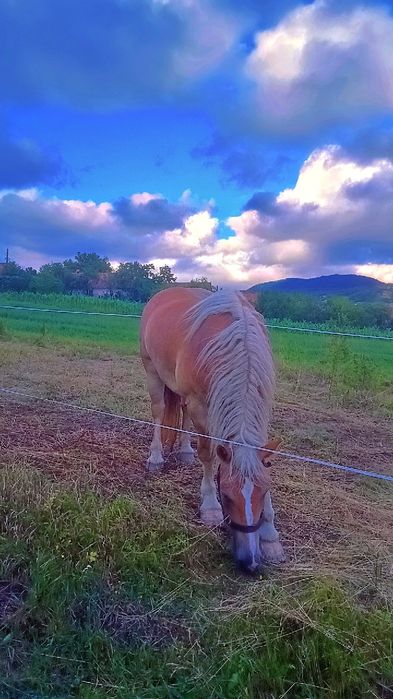 De vânzare cal de 5 ani