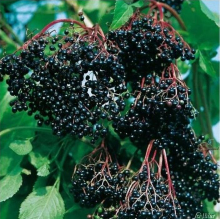 Vand puieti de soc / Soc negru / Soc negru bio