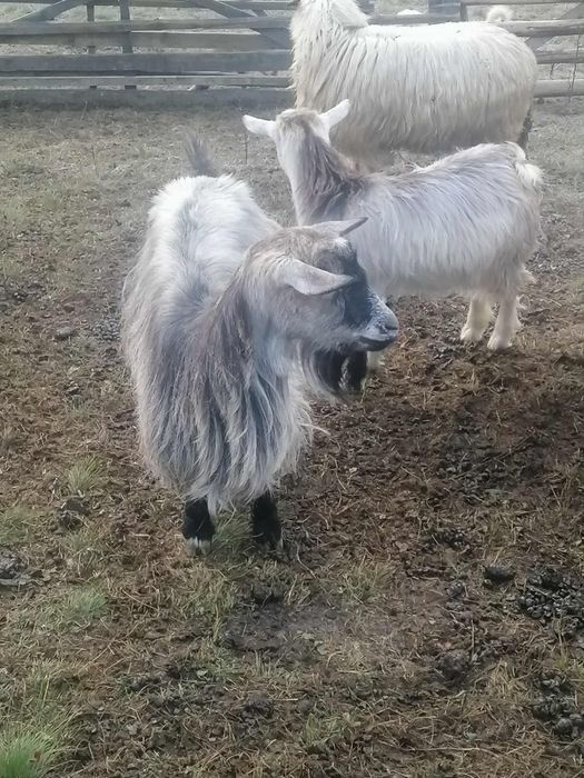 Vând 2 capre ,3 iede și un ied