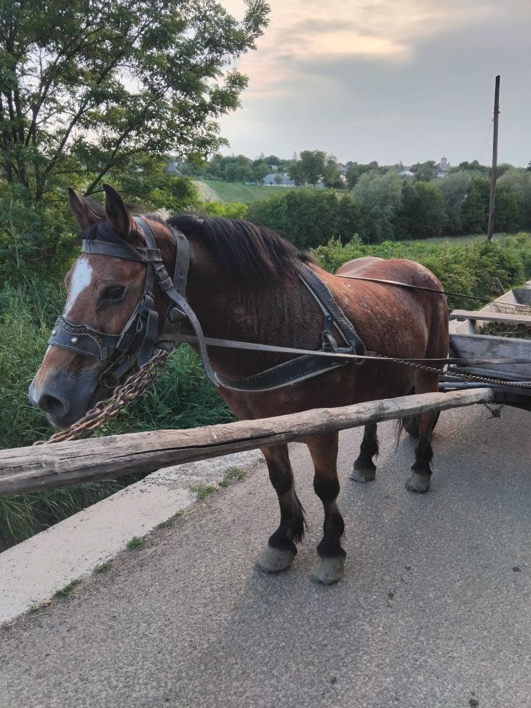 Vând cal de 8 ani