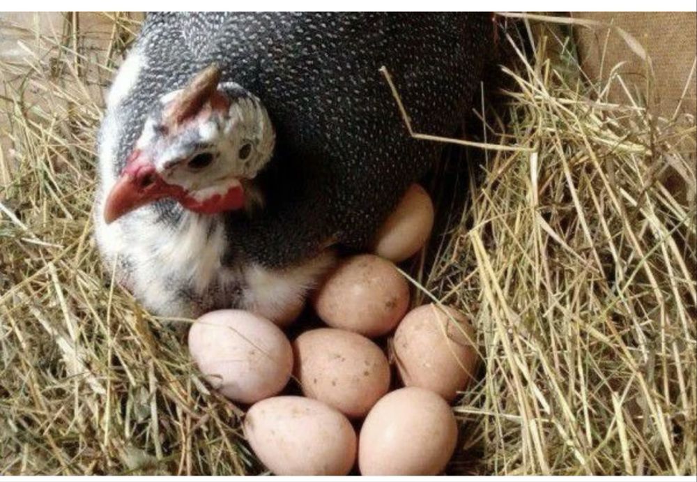 Яйцо цесарки столовое продам