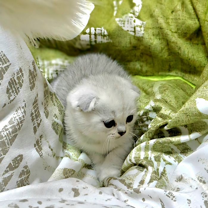 Котёнок от правильной вязки