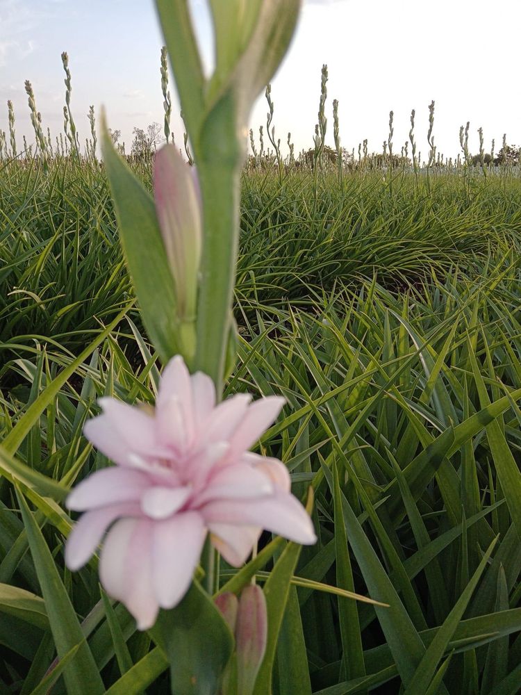 Bulbi de Tuberozaă Roz floriferi (Flori) ‼️‼️