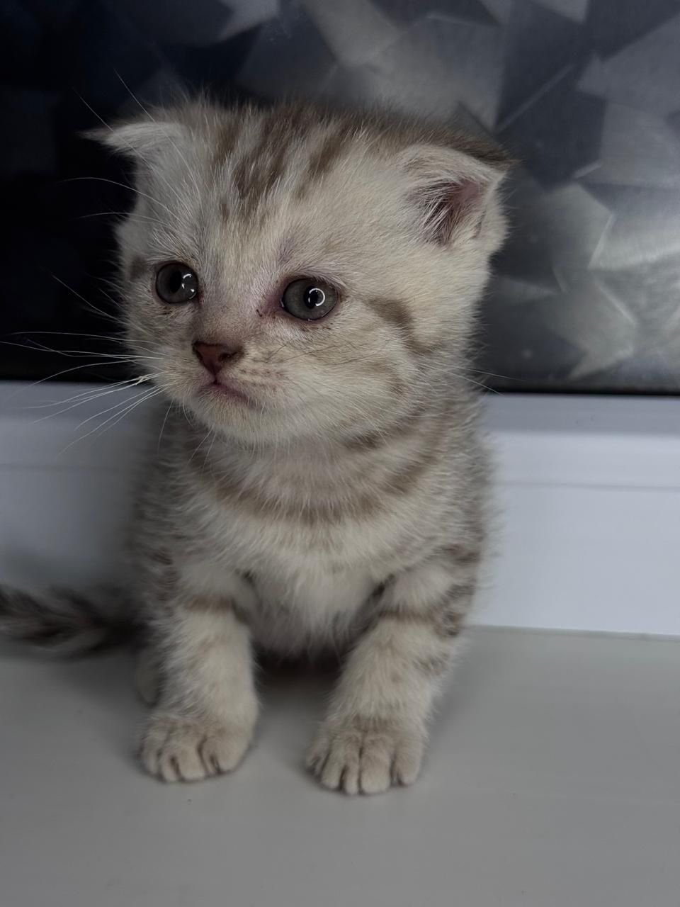 Продам красивых котят