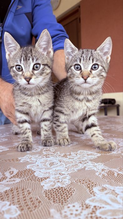 Подаряват се