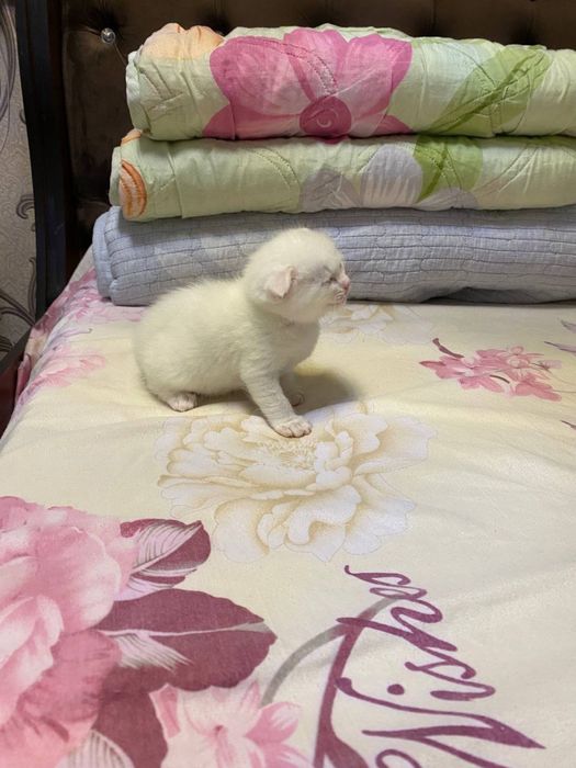 Проаются чистокровные котята