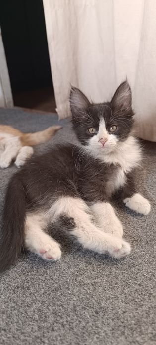 Пристраиваются Котятки даром