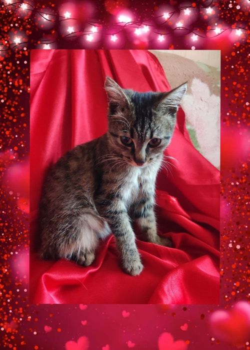 Котёнок 4,5месяцев , девочка