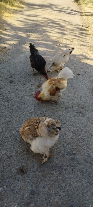 Xonaki tovuqlar.