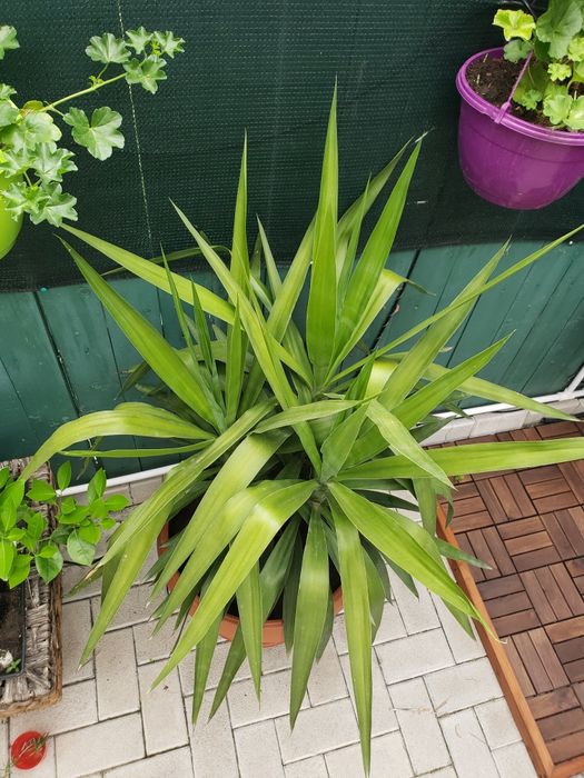 Schimb cu Maslin!Palmier,planta apartament-vila-casa,,curte Yucca,mare