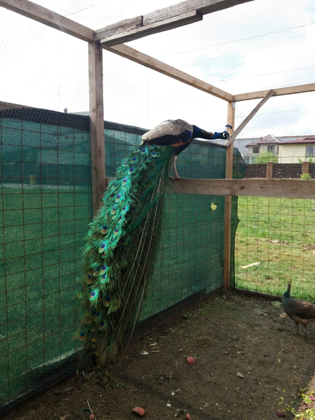 Vind pauni indian blue albi umar negru violetspalding verde opal