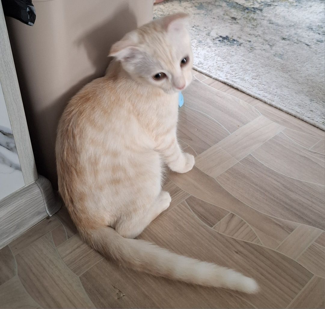 Котёнок умный и любит играть