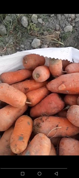 2.Gektar sabzi bor atborni xaladelniklikga qoyiladigan qilib xaltalany