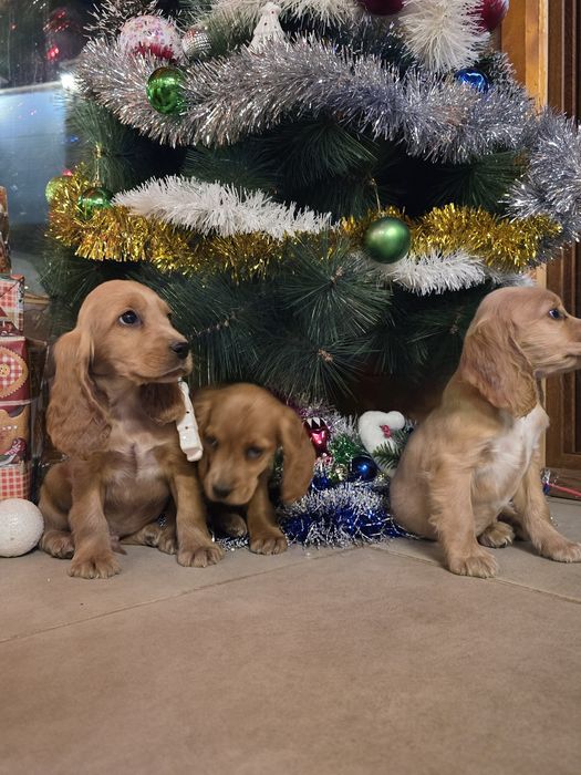 Чистокръвни Кокер Шпаньоли