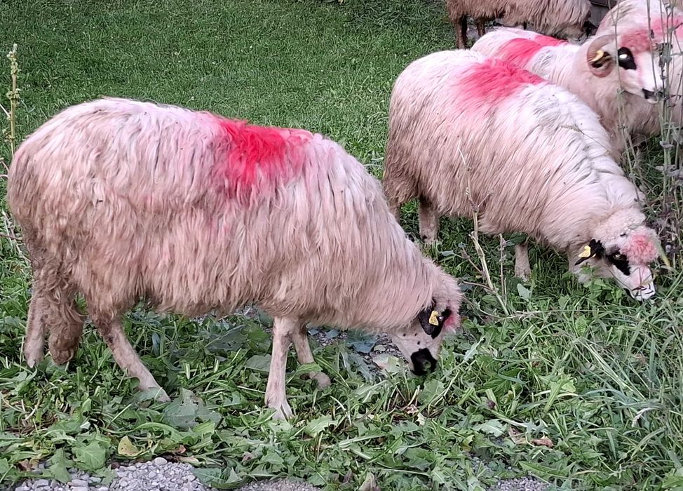 5 oi turcane de vanzare