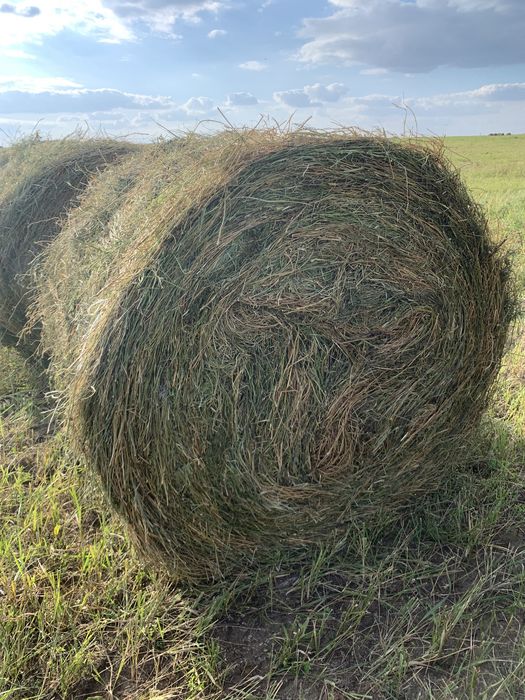 Продам сено рулонное