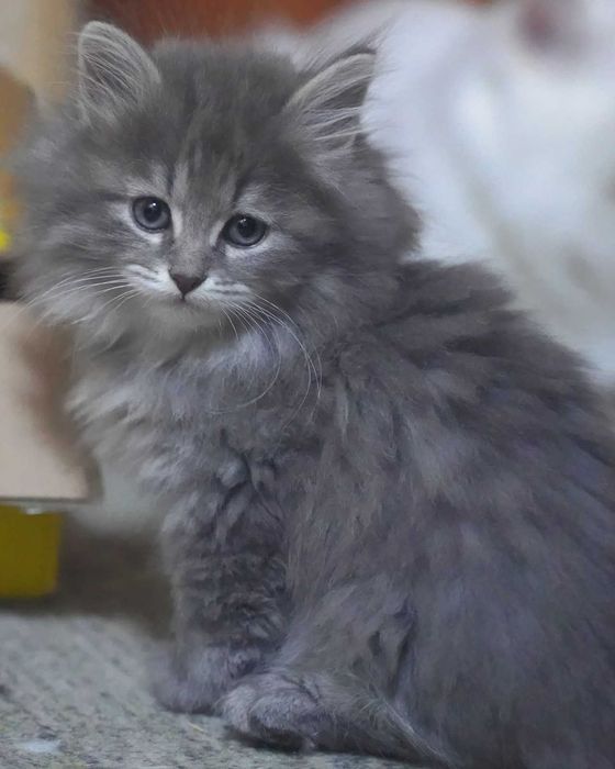 Pui pisica siberiana cu pedigree - Felisa Autorizata