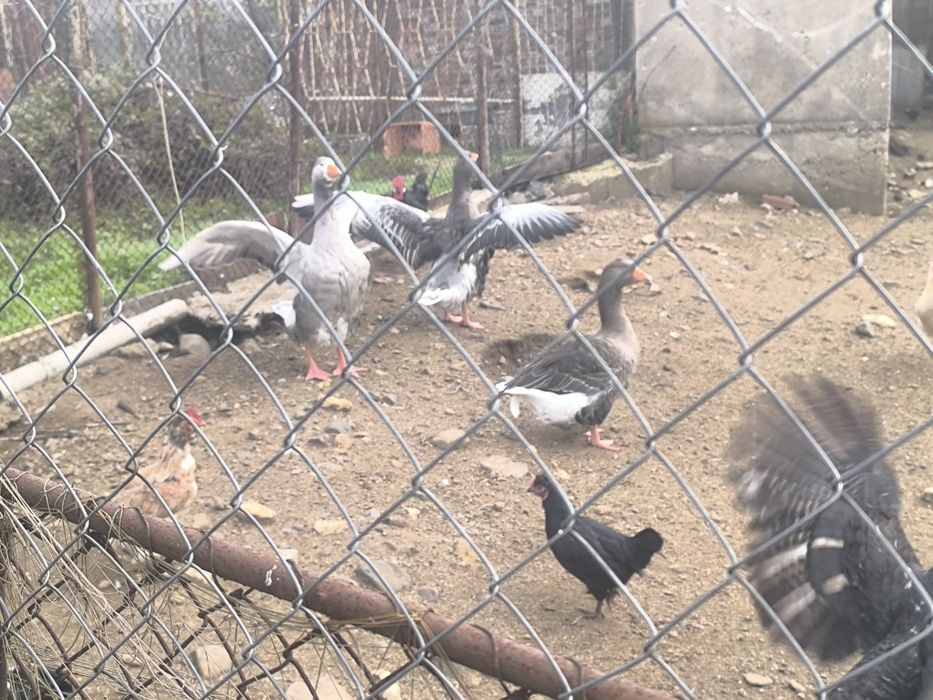 Гъски за продажба