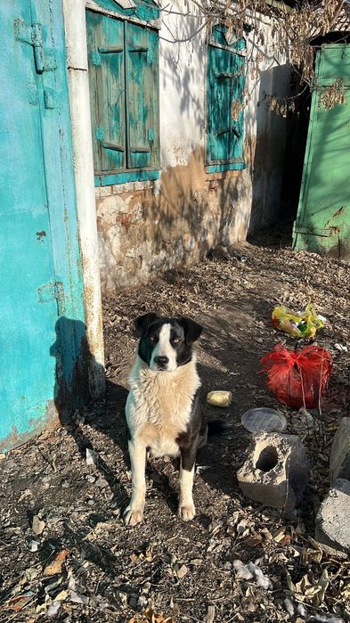 Отдам собаку девочку.