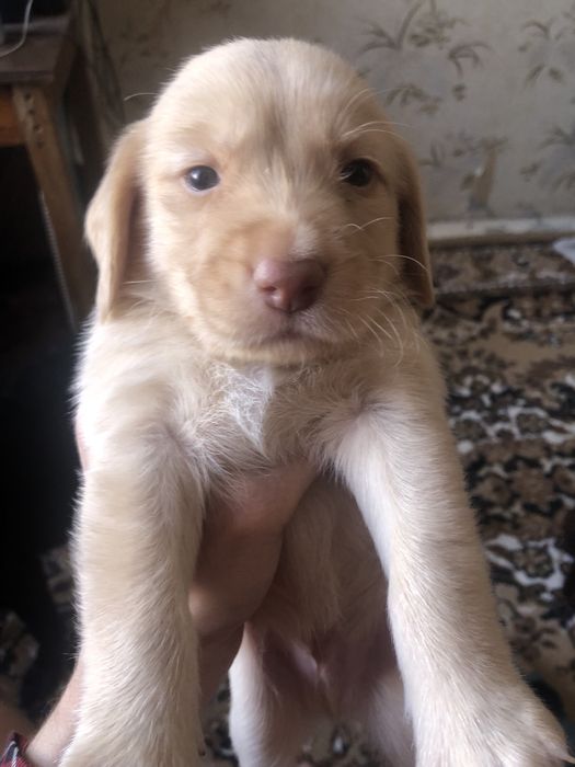 Продам Щенков спаниеля